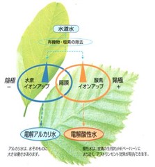 ﾌｪﾘｽｱｸｱは水道水から有機物、塩素を除去。美味しくなった水を電気分解してさらに機能ｱｯﾌﾟ。陰極に生成された電解還元水は、水素ｲｵﾝを含んだｱﾙｶﾘｲｵﾝ水です。